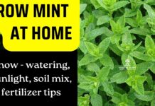 How to grow mint from seeds