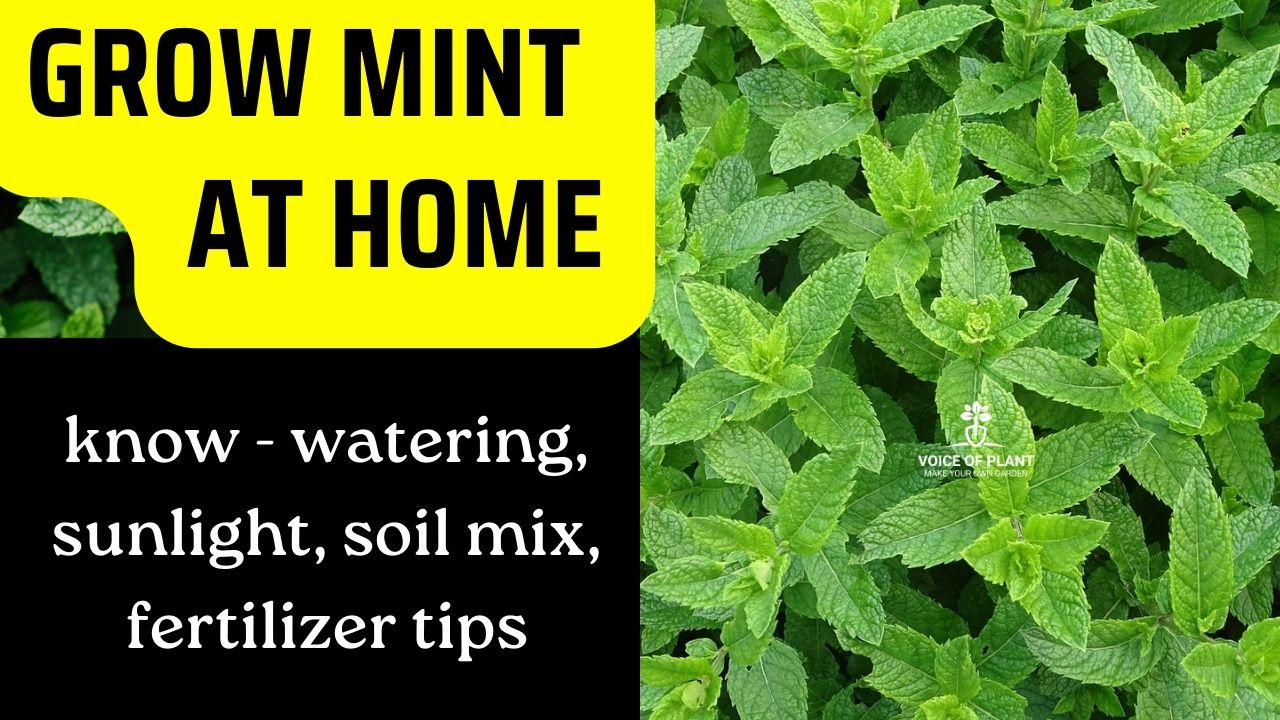 How to grow mint from seeds