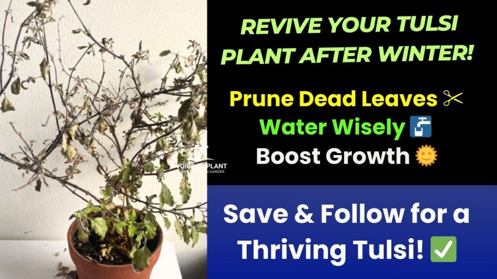 How to revive tulsi plant after winter