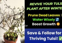 How to revive tulsi plant after winter
