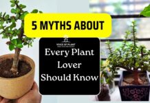 Myths About the Jade plant