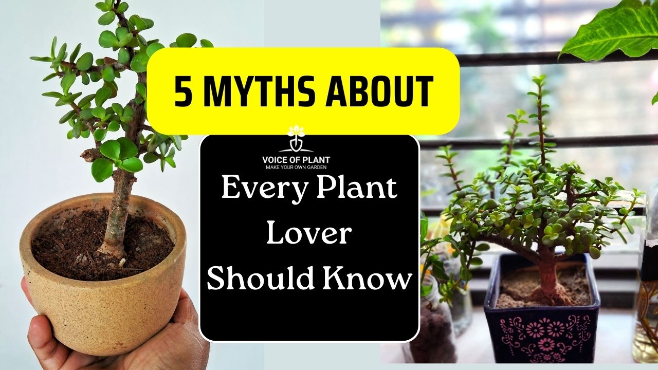 Myths About the Jade plant