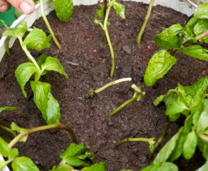 soil for mint