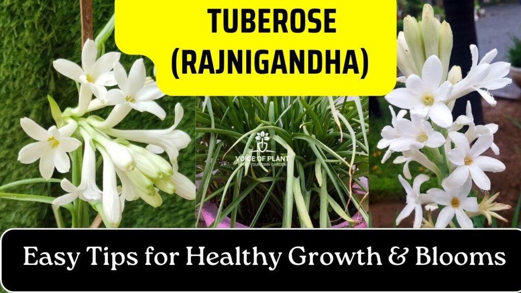 Tips to Grow and Care for Tuberose Rajnigandha at Home in a Pot