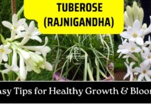 Tips to Grow and Care for Tuberose Rajnigandha at Home in a Pot