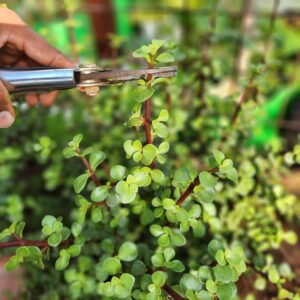Pruning jade plant
