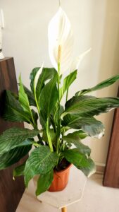 peace lily