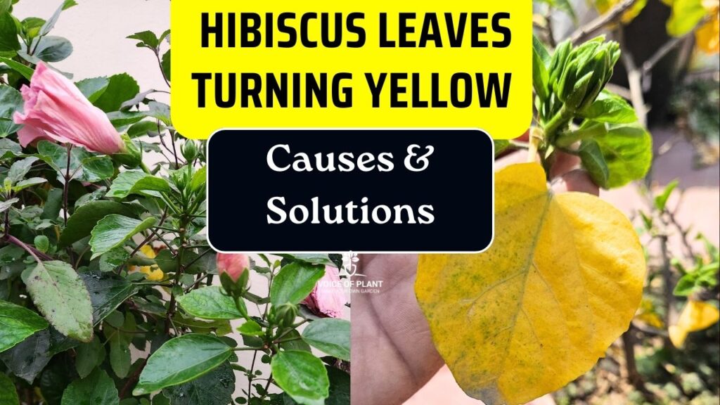 Why Are My Hibiscus Leaves Turning Yellow