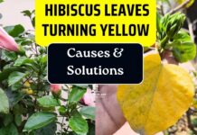 Why Are My Hibiscus Leaves Turning Yellow