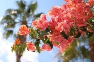 How to Grow and Care for Bougainvillea