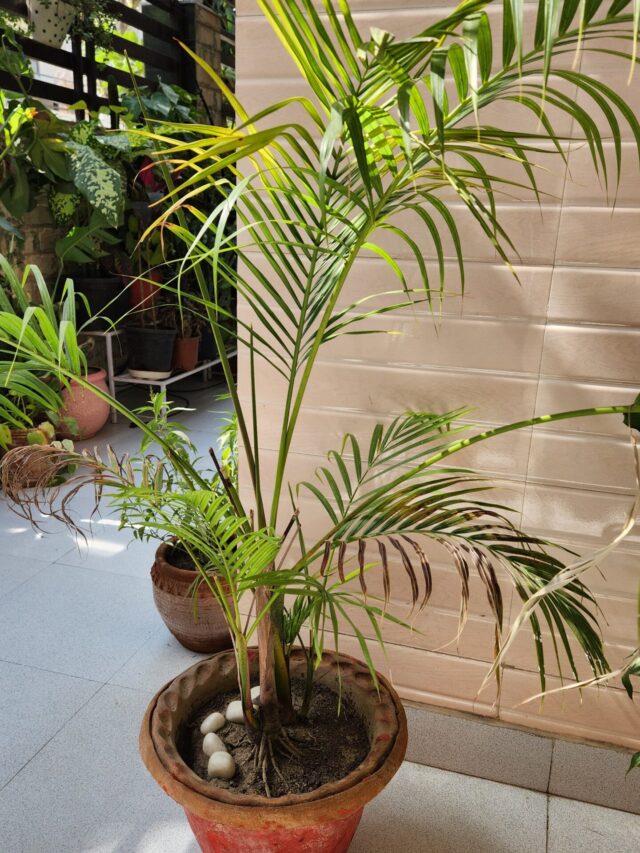 Which is the Best Place to Keep Areca Palm At Home for Healthy Growth