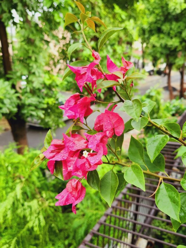 Bring Bougainvillea, If You Are a Beginner in Gardening