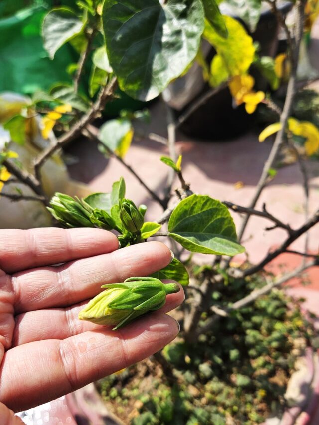 Why Are My Hibiscus Buds Falling? How to Fix It