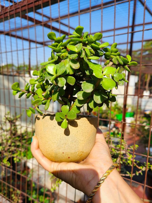 5 Signs of a Healthy Jade Plant