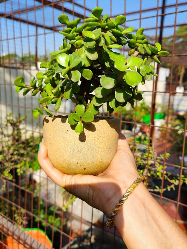 7 Easy Tips To Care Jade Plant in Summer for Healthy Growth