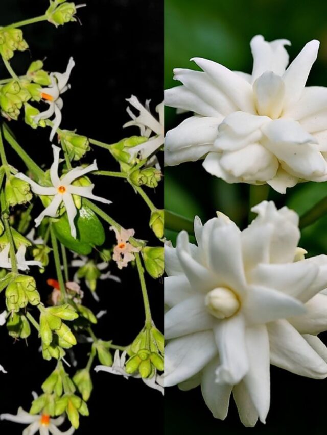 Jasmine vs Night Jasmine: Check 7 Key Differences