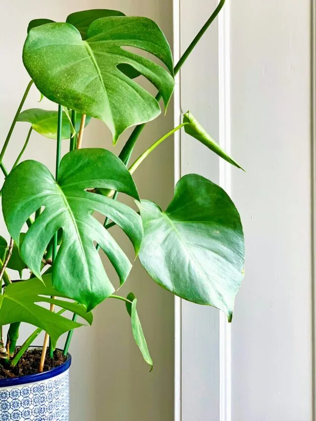 7 Myths About Monstera Plants, You Should Know