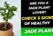 healthy jade plant