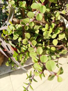 jade plant leaves shrink