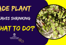 jade plant leaves shrinking
