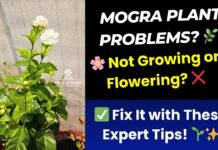 jasmine mogra plant