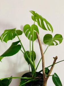 Monstera plant