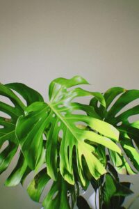 Monstera in bright light