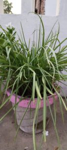 rajnigandha in pot