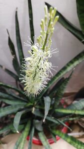 snake plant flowering