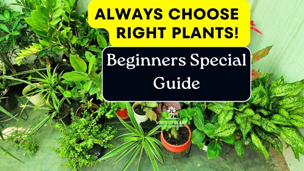 how to choose the right plant