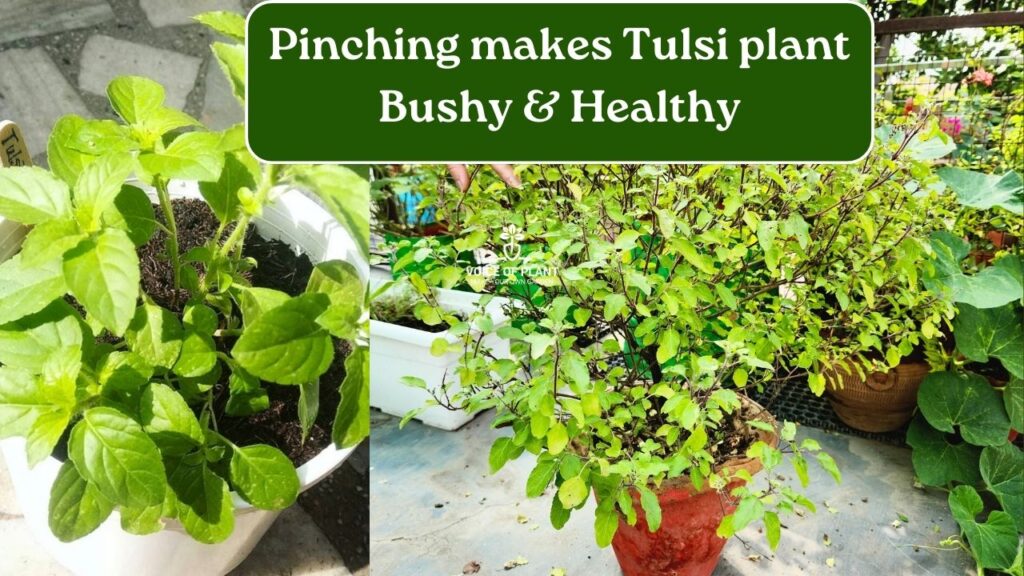 Easy Tips For Healthy Bushy Green Tulsi Plant
