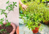 Tulsi plant bushy