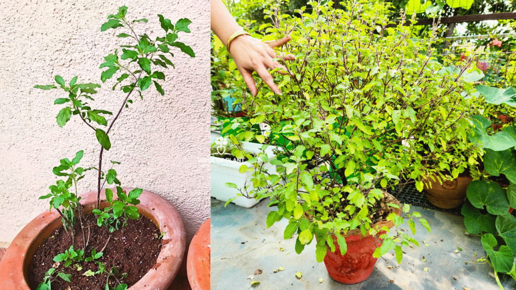 Tulsi plant bushy
