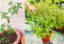 How To Make Tulsi Plant Bushy: 7 Easy Tips for Healthy Green Growth Tulsi plant bushy