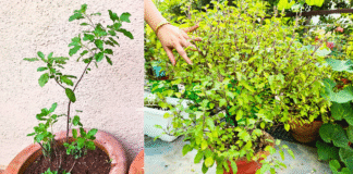 Tulsi plant bushy