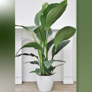 Sensation Peace Lily