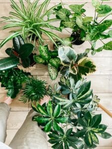 Indoor plants
