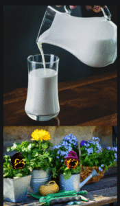 Milk uses and benefits in gardening
