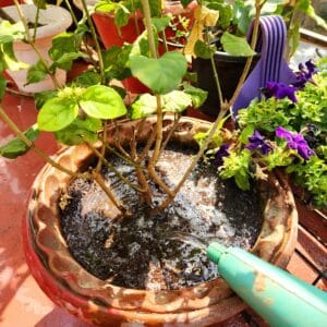 watering plant in pot