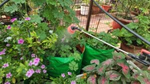 Spraying water on plants