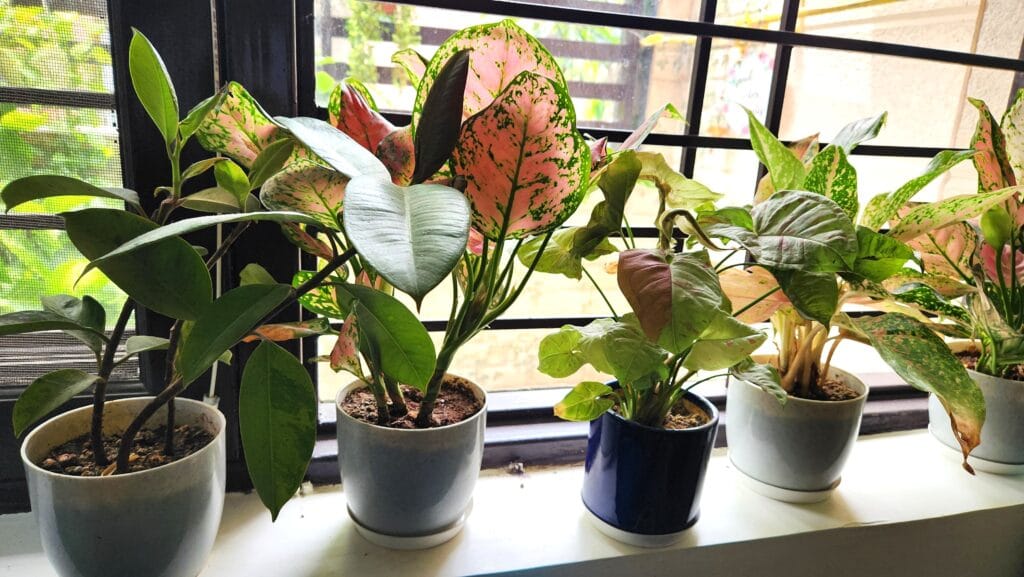Indoor plant care guide