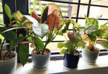 Indoor Plant Care Made Easy: 9 Tips Every Beginner Should Know (2025 Guide) Indoor plant care guide