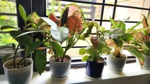 Indoor plant care guide