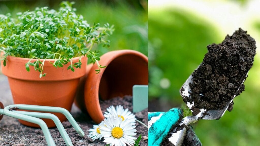Which Fertilizers and Tonics To Give in Summer Season