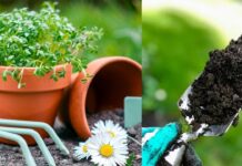 Which Fertilizers and Tonics To Give in Summer Season