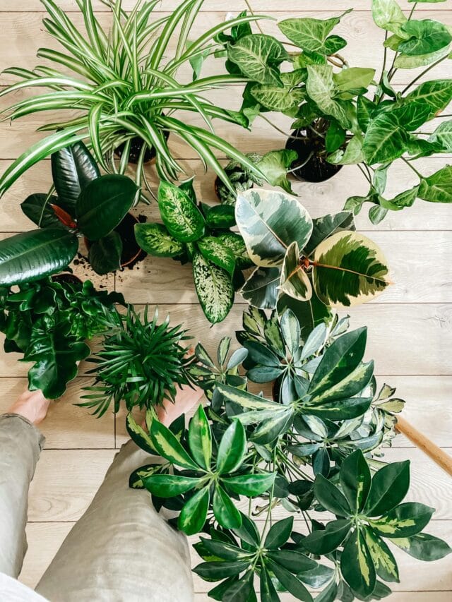 Expert Advice: 5 Ways to Grow Healthy Indoor Plants