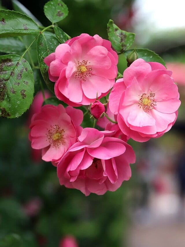 10 Pro Tips To Grow Healthy Flowers All Season