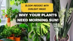 morning sunlight indoor plants