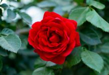 flowering plants