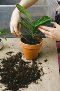 Indoor plant soil